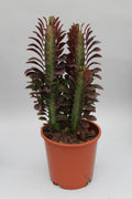 Euphorbia Trigona Rubra – Wolfsmilch – Zimmerpflanze – Ø12cm – ↕40cm – Rote Sukkulente – Pflegeleicht & robust – Für sonnige Innenbereiche – Plant