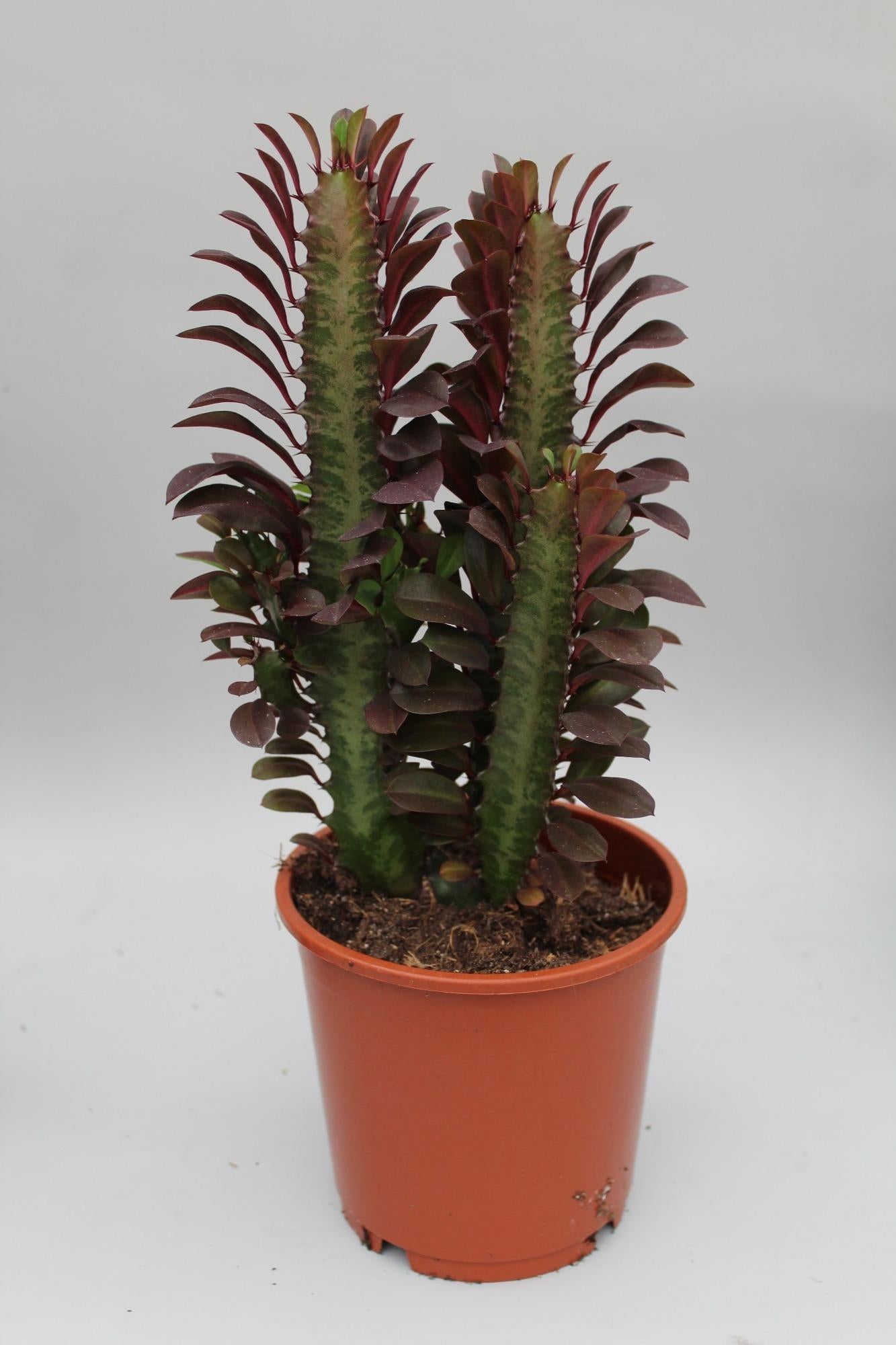 Euphorbia Trigona Rubra – Wolfsmilch – Zimmerpflanze – Ø12cm – ↕40cm – Rote Sukkulente – Pflegeleicht & robust – Für sonnige Innenbereiche – Plant