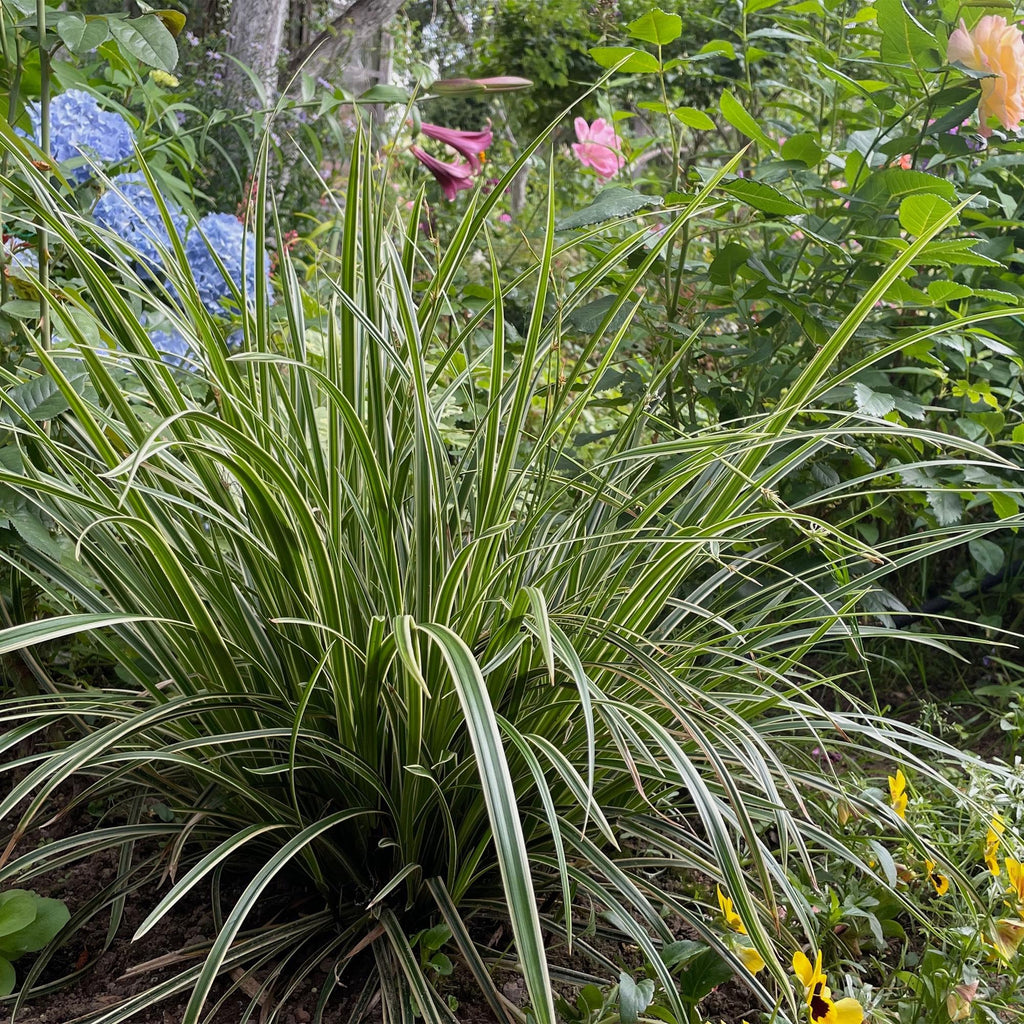 Weißrandige Segge Carex morrowii Ice Dance – Ø17cm – Immergrün, winterhart & pflegeleicht – Weiß – grüne Blätter – Höhe ca. 50cm – Plant