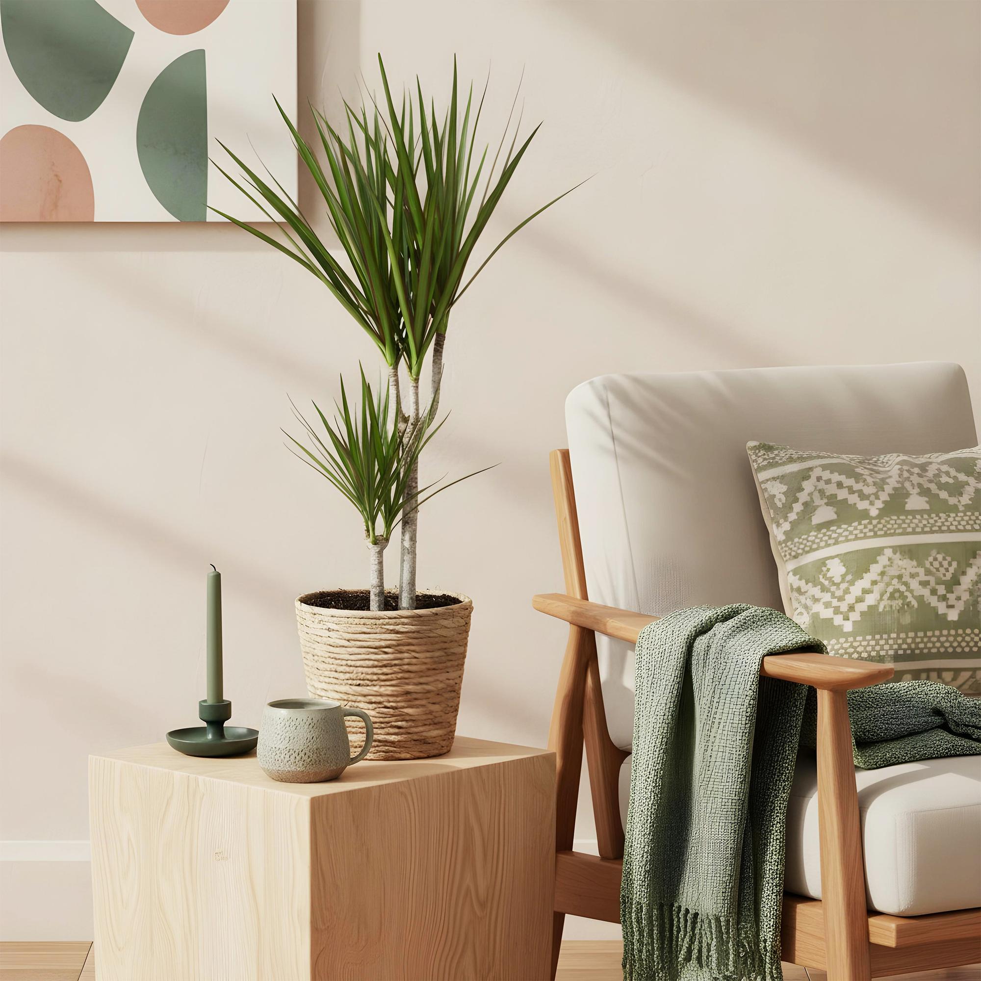 Dracaena Marginata – Drachenbaum – 17cm – Höhe 70-80cm – Pflegeleichte grüne Zimmerpflanze mit elegantem Blattwerk für Wohn – und Arbeitsräume – Plant