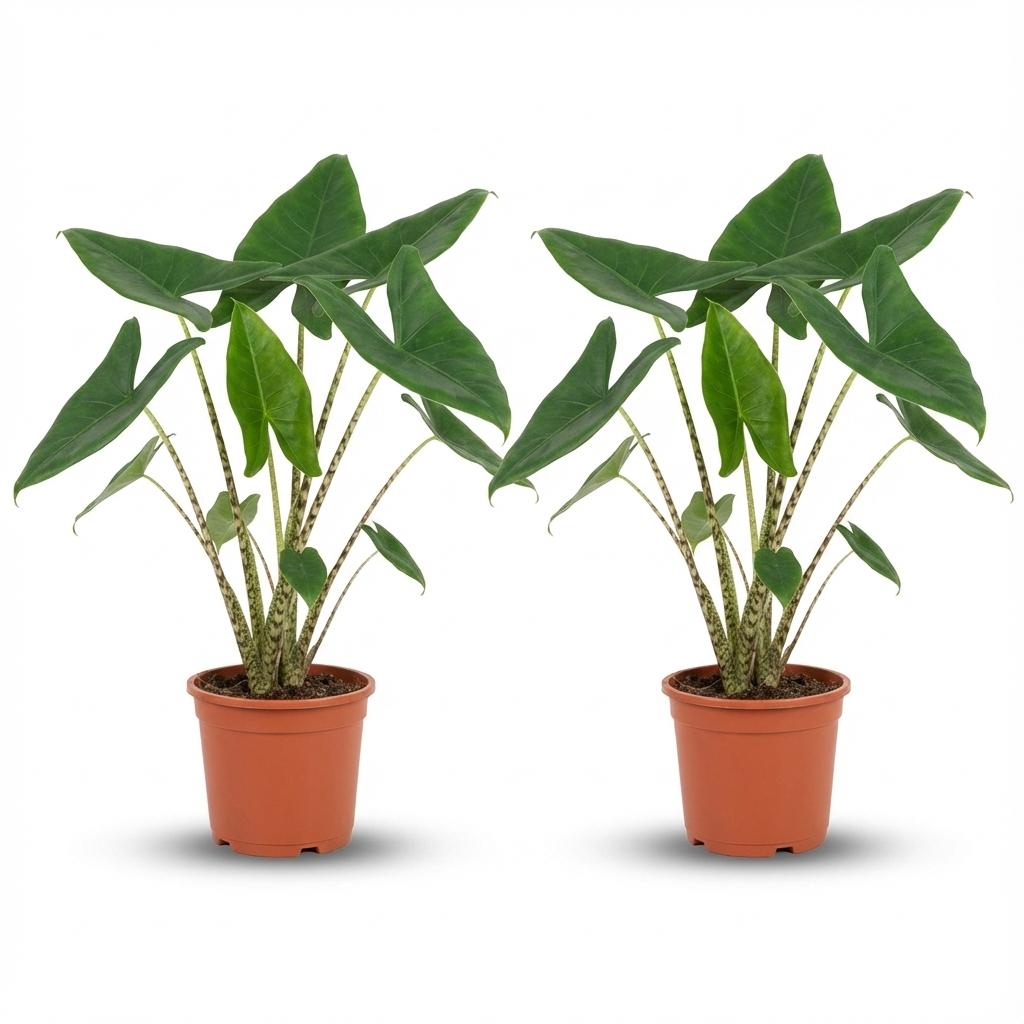 Alocasia Zebrina – 2 Pflanzen – Ø21cm – Höhe 70-75cm – Elefantenohr Zimmerpflanze – Dekorative Blätter mit Zebra – Stielen – Exotische Wohnpflanze