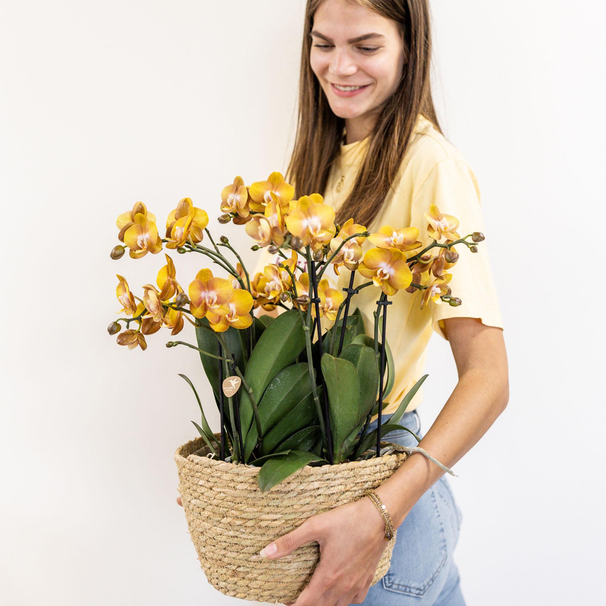 Orange Orchideen-Set im Baumwollkorb – 3 Orchideen Las Vegas Ø12cm Mit autarkem Wassertank & Dochtsystem Rhipsalis & Tillandsie Pflegeleicht & dekorativ – Plant