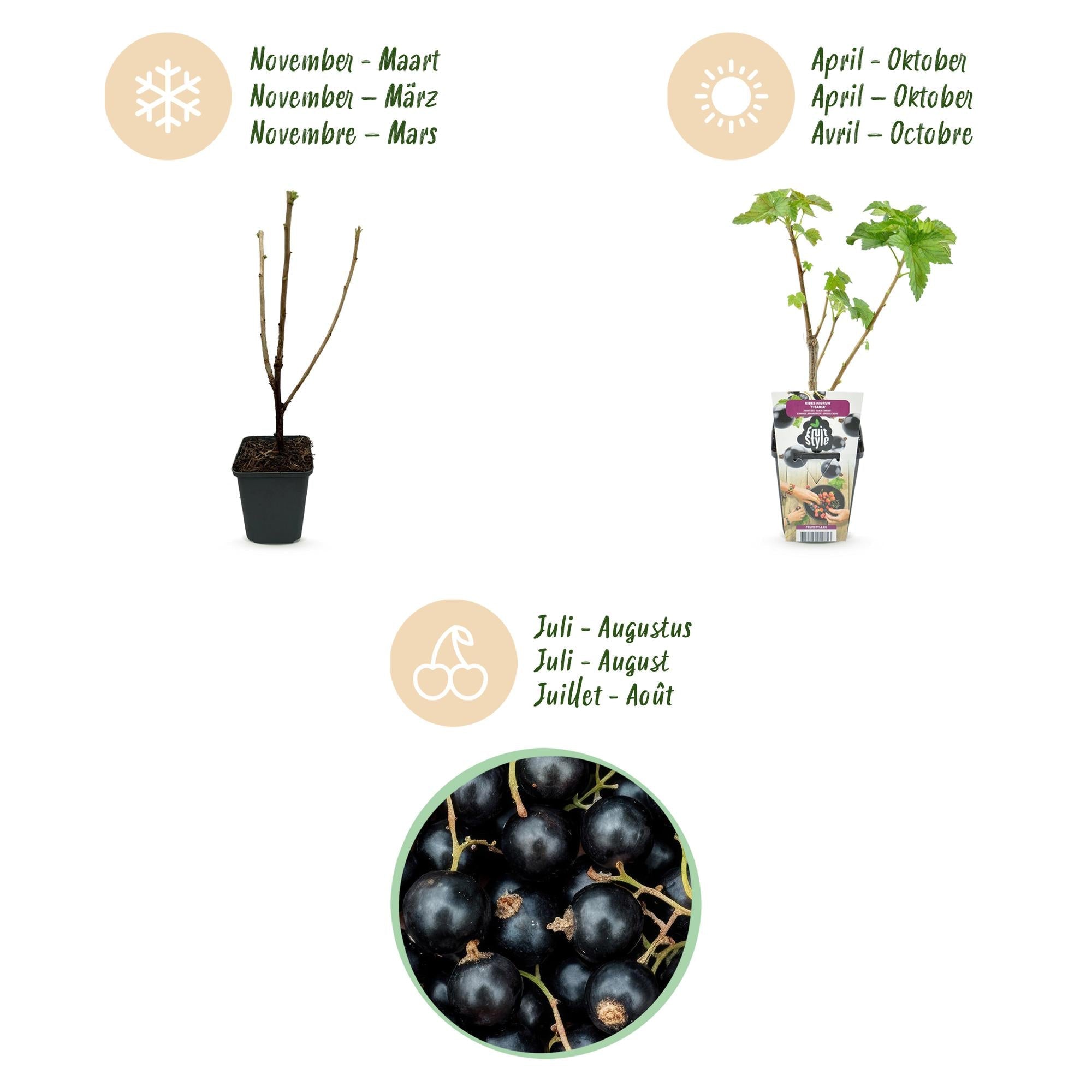 Schwarze Johannisbeere Ribes nigrum Titania winterhart Ø9cm Höhe 30cm – Aromatische Johannisbeerpflanze für Garten Beet Balkon & Terrasse