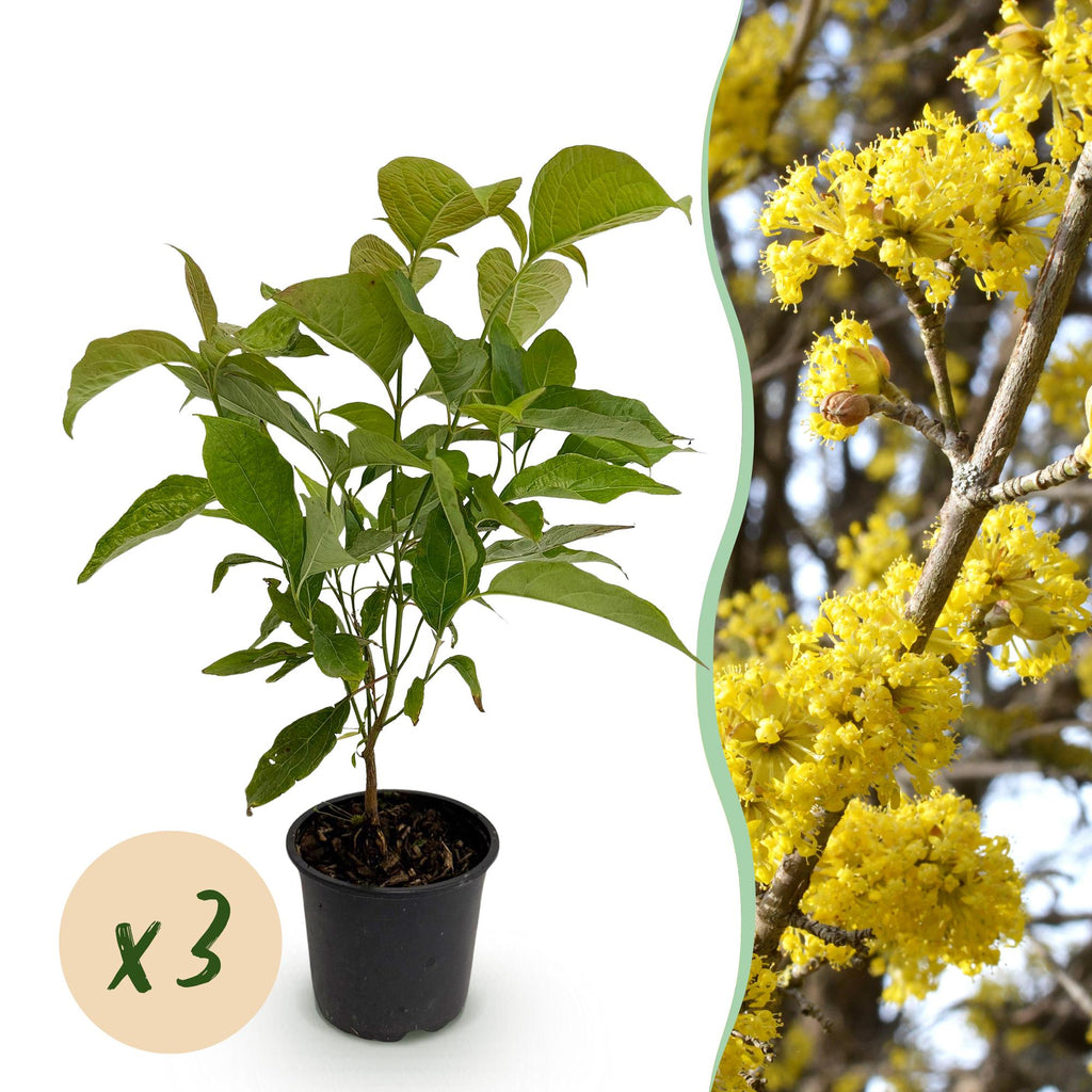 Kornelkirsche Cornus mas – 3 Pflanzen – 12cm – Höhe ca. 35cm – Laubabwerfender Hartriegel mit gelben Frühjahrsblüten & essbaren Früchten