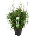 Bambus – Fargesia murieliae 'Moontears' Boobux – Ø29cm ↕70cm – Immergrüner Bambus für Hecke, Bodenbedeckung & Kübel – Winterhart & pflegeleicht – Plant