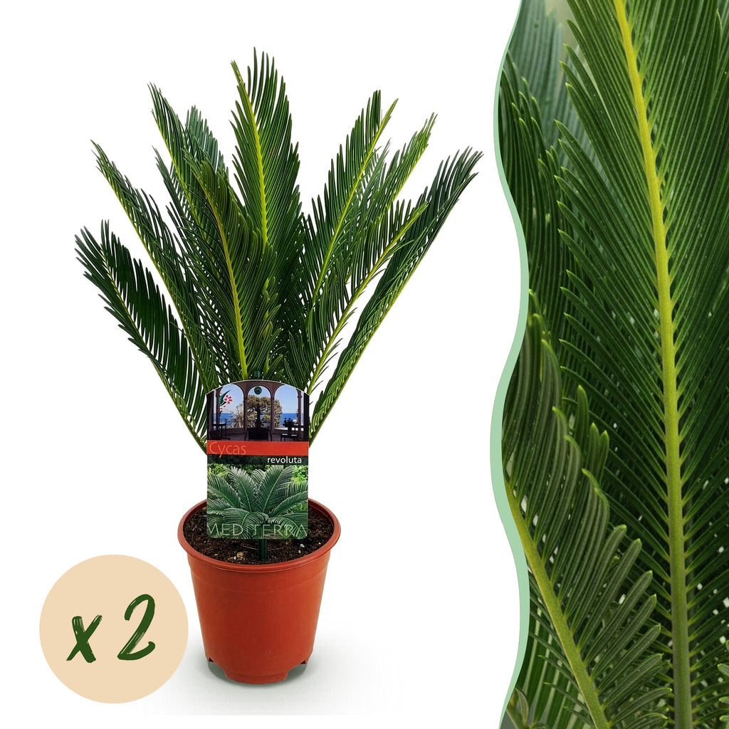 Cycas revoluta – Palmenfarn – 2 Pflanzen – 45cm – 14cm – Pflegeleichte Zimmerpflanze mit fiederartigen Blättern