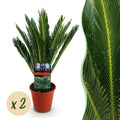 Cycas revoluta – Palmenfarn – 2 Pflanzen – 45cm – 14cm – Pflegeleichte Zimmerpflanze mit fiederartigen Blättern