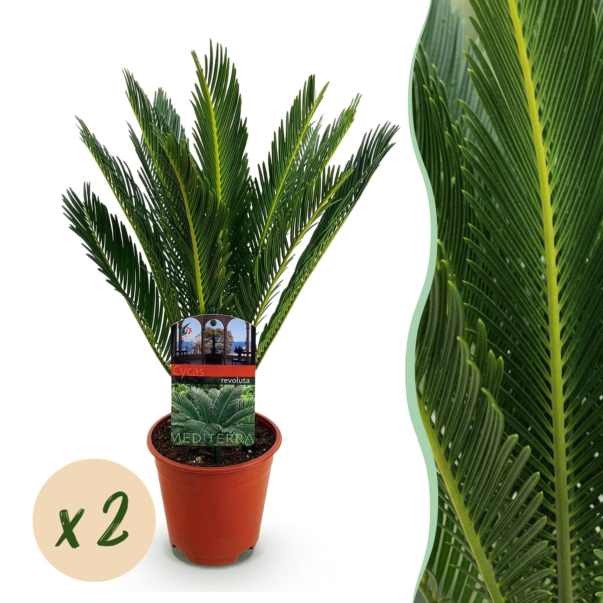 Cycas revoluta – Palmenfarn – 2 Pflanzen – 45cm – 14cm – Pflegeleichte Zimmerpflanze mit fiederartigen Blättern
