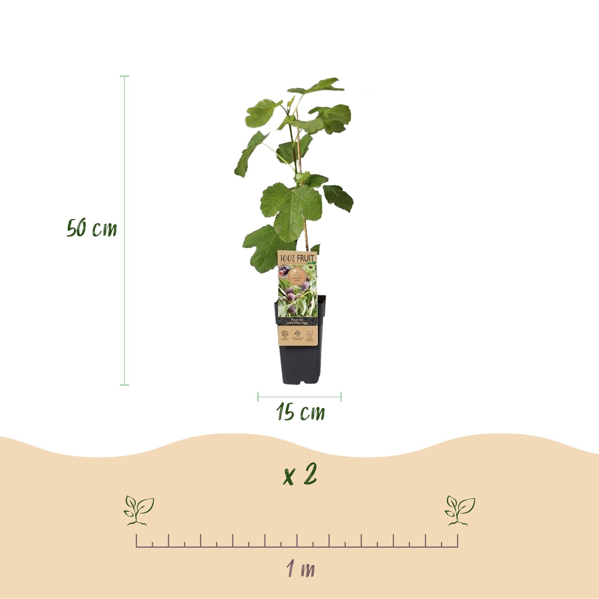 Feigenbaum – Ficus carica 'Little Miss Figgy' – 2 Pflanzen – Ø15cm – Höhe 50cm – Rote Früchte – Kompakter Obstbaum für Garten, Balkon & Terrasse – Plant