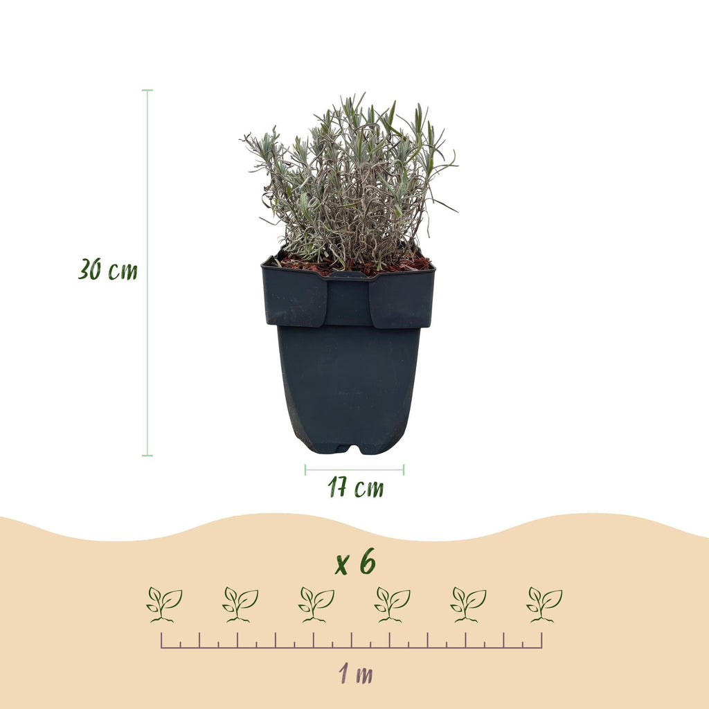 Echter Lavendel Lavandula angustifolia Hidcote – Heckenpflanze – Graues Blatt – 6 Pflanzen – 1 laufender Meter – Immergrün – 17cm Höhe 30cm – Plant