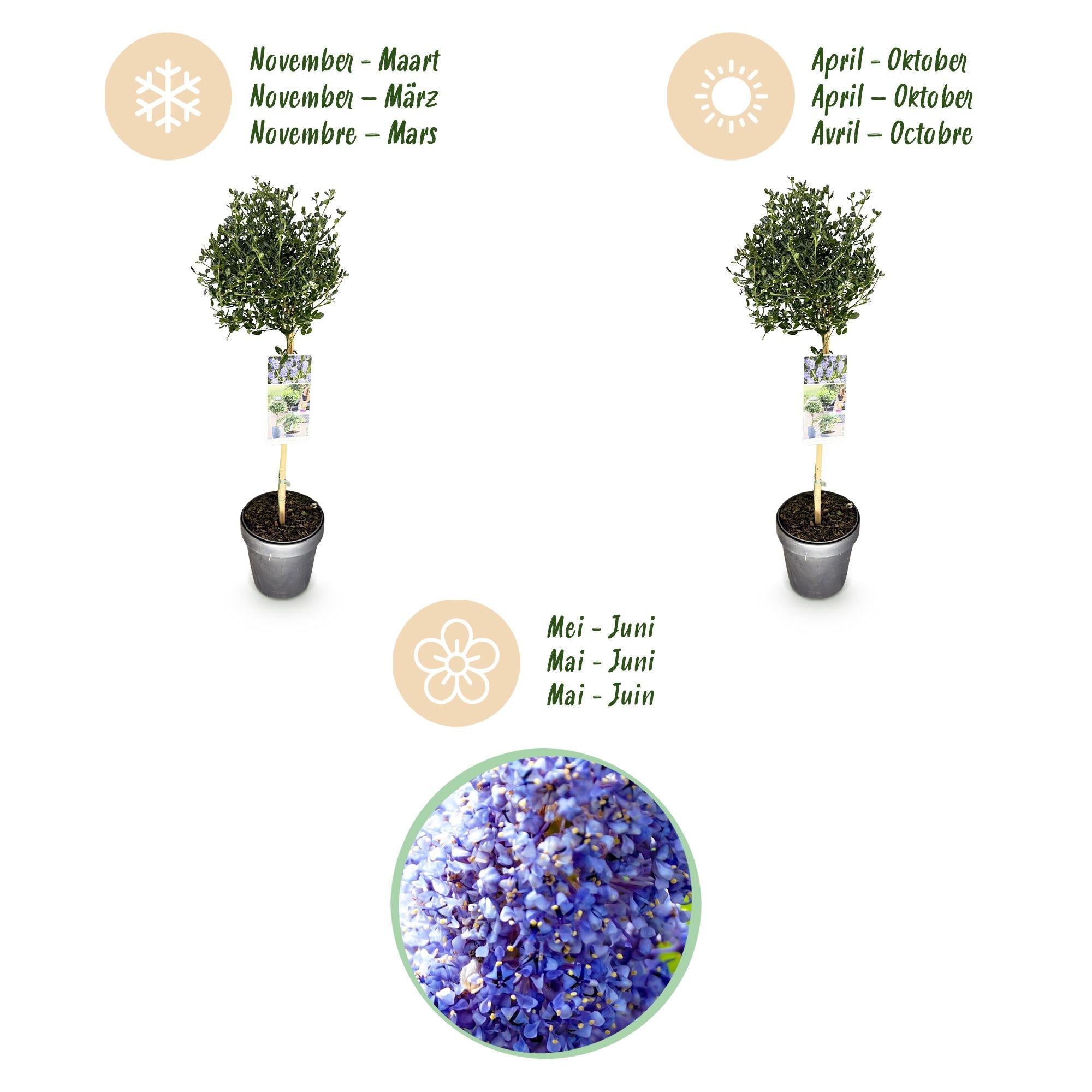 Säckelblume Ceanothus impressus Victoria Ø19cm Höhe90cm – Immergrüne Terrassenpflanze mit lila Blüten – Winterharter Zierstrauch für Balkon & Garten – Plant