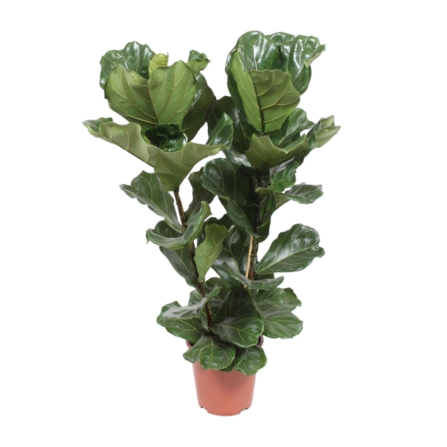 Geigen – Feige – Ficus Lyrata – Zimmerpflanze – Ø27cm – ↕100cm – Elegante Grünpflanze mit großen Blättern – Luftreinigend & pflegeleicht – Plant