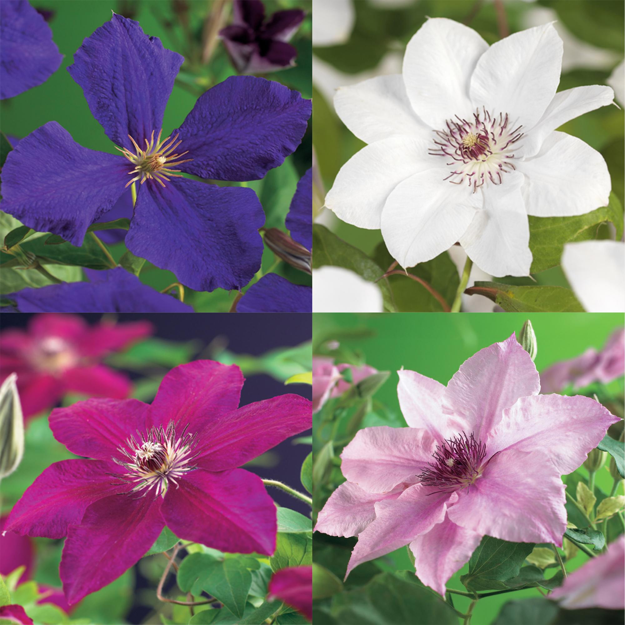 Kletterpflanze Clematis Rainbow – Mehrfarbige Blüten Rosa Weiß Lila Rot – Wenig Pflege – 4 Pflanzen – 11cm Höhe 40cm – Für Garten, Balkon & Pergolen – Plant