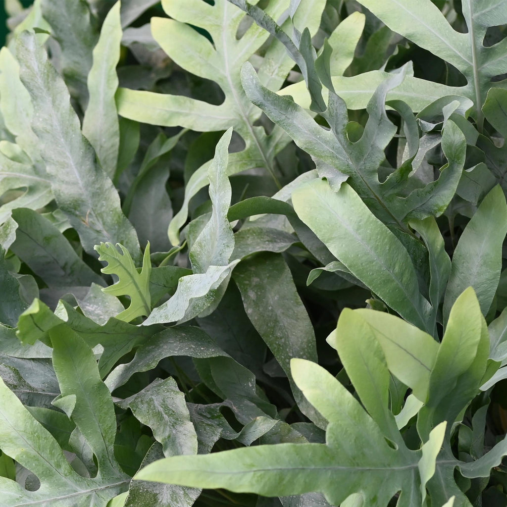 Phlebodium aureum Blue Star Pflanze Mit Grauem Topf Ø12cm Höhe ca.25cm Blauer Farn Haustierfreundlich Pflegeleicht Für Zimmer Büro & Schlafzimmer