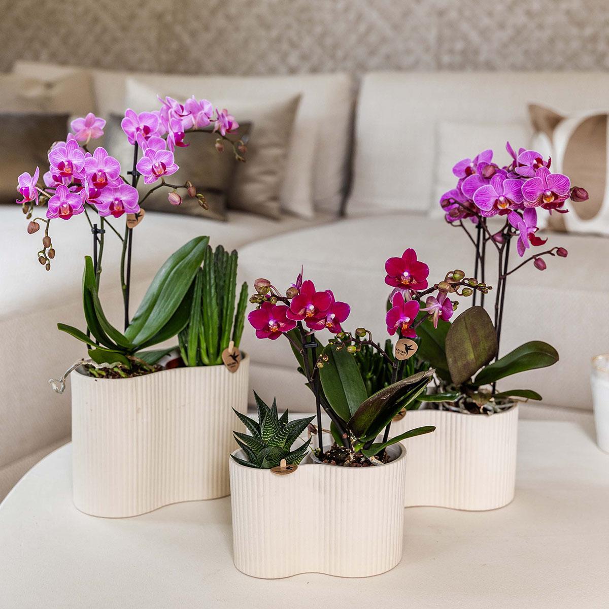 Phalaenopsis Orchidee Chamonix – Ø9cm – Violett/Bordeaux blühende Zimmerpflanze – Kräftige Orchidee mit 2-3 Trieben – Frisch vom Züchter – Plant