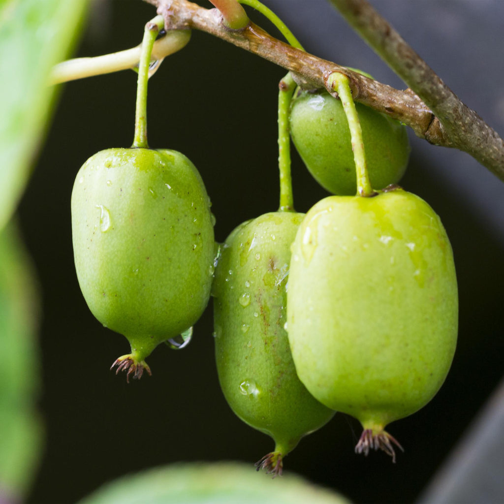 Kiwi Actinidia arguta Issai – 2 Pflanzen 11cm – ca. 40cm hoch – Winterharte Kiwibeere Obstpflanze mit süßen grünen Früchten – Pflegeleicht & kompakt für Garten & Terrasse – Plant