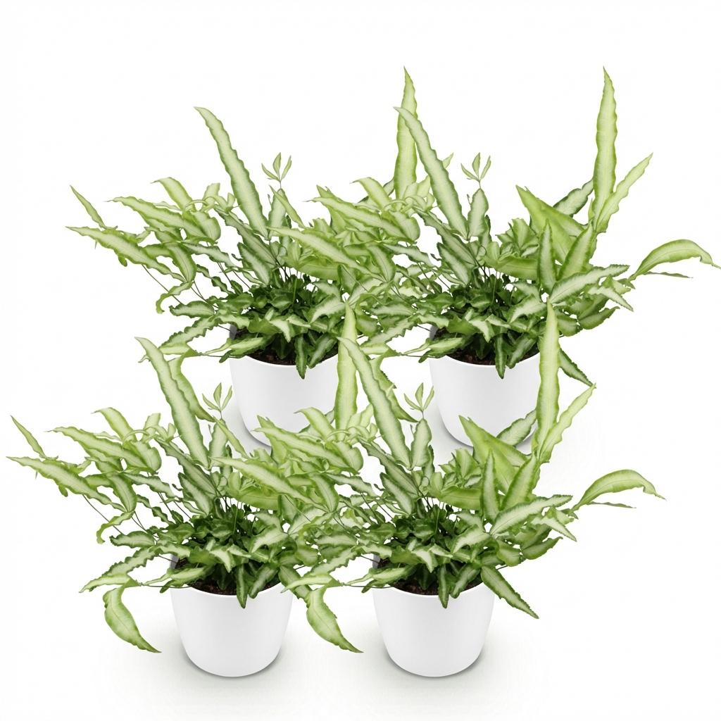 Pteris cretica Albolineata 2er Set Pflanzen Mit Weißem Topf Ø12cm Höhe ca.20cm Schwertfarn Haustierfreundlich Pflegeleicht Grünpflanzen Für Zimmer