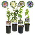 Passionsblume Passiflora Rainbow – 4 Pflanzen 11cm – ca. 40cm hoch – Exotische Kletterpflanze mit rosa, weißen & lila Blüten – Plant