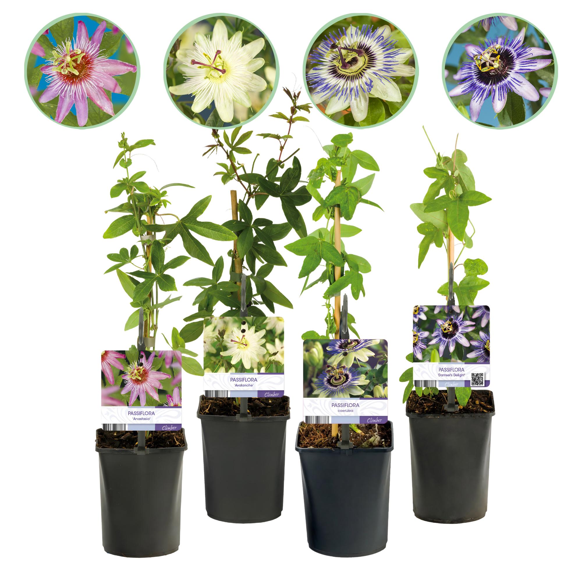 Passionsblume Passiflora Rainbow – 4 Pflanzen 11cm – ca. 40cm hoch – Exotische Kletterpflanze mit rosa, weißen & lila Blüten – Plant