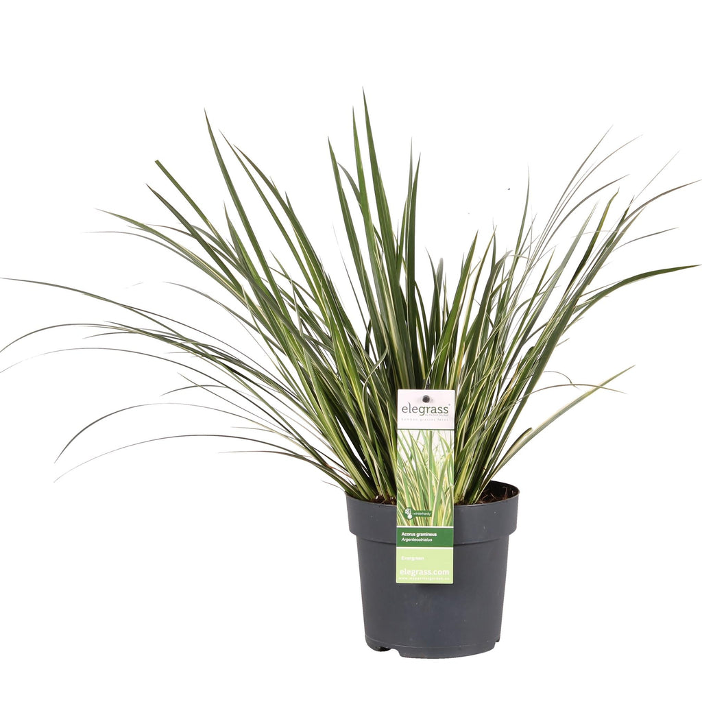 Acorus gramineus 'Argenteostriatus' – Immergrünes Ziergras mit gelbgrünen Streifen – Ø14cm – 30cm hoch – Ideal für feuchte Standorte & Uferbereiche – Plant
