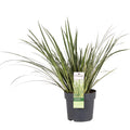 Acorus gramineus 'Argenteostriatus' – Immergrünes Ziergras mit gelbgrünen Streifen – Ø14cm – 30cm hoch – Ideal für feuchte Standorte & Uferbereiche – Plant