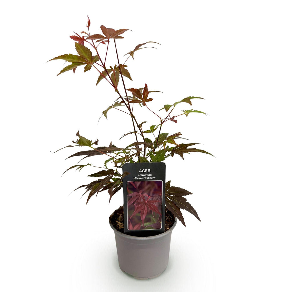 Ahorn Acer palmatum Atropurpureum – 12cm Höhe ca. 35cm – Tiefrote Blätter & eleganter Wuchs – Laubabwerfend & pflegeleicht – Plant