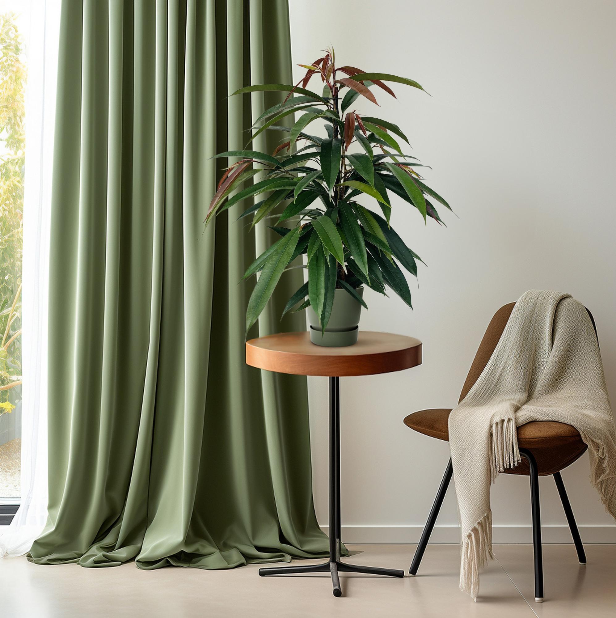 Gummibaum Ficus binnendijkii Amstel King – Zimmerpflanze – Ø17cm – Höhe ca. 75cm – Pflegeleichte Grünpflanze mit glänzenden Blättern – Für Wohn- & Arbeitsräume – Plant