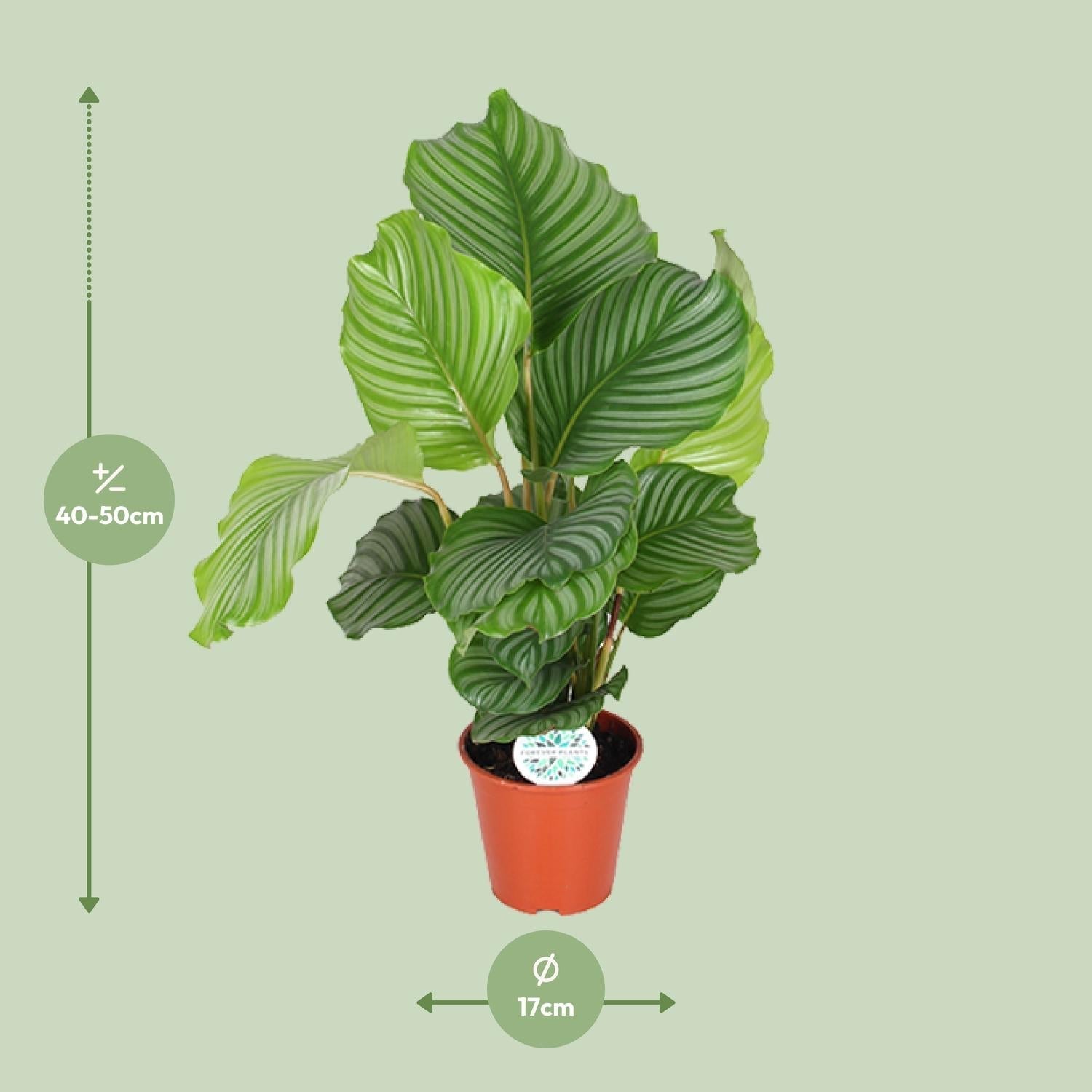 Korbmarante Calathea Orbifolia – Zimmerpflanze – Ø17cm ↕60cm – Tropische Blattschmuckpflanze mit silbergrünen Mustern – Plant