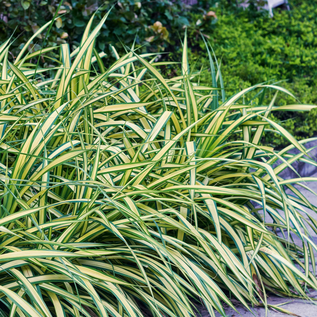 Ziergras Segge Carex oshimensis Evergold – Gelb – Grün panaschiert – Immergrün & winterhart – Höhe ca. 50cm – 17cm – Für Beet, Kübel & Balkon – Plant