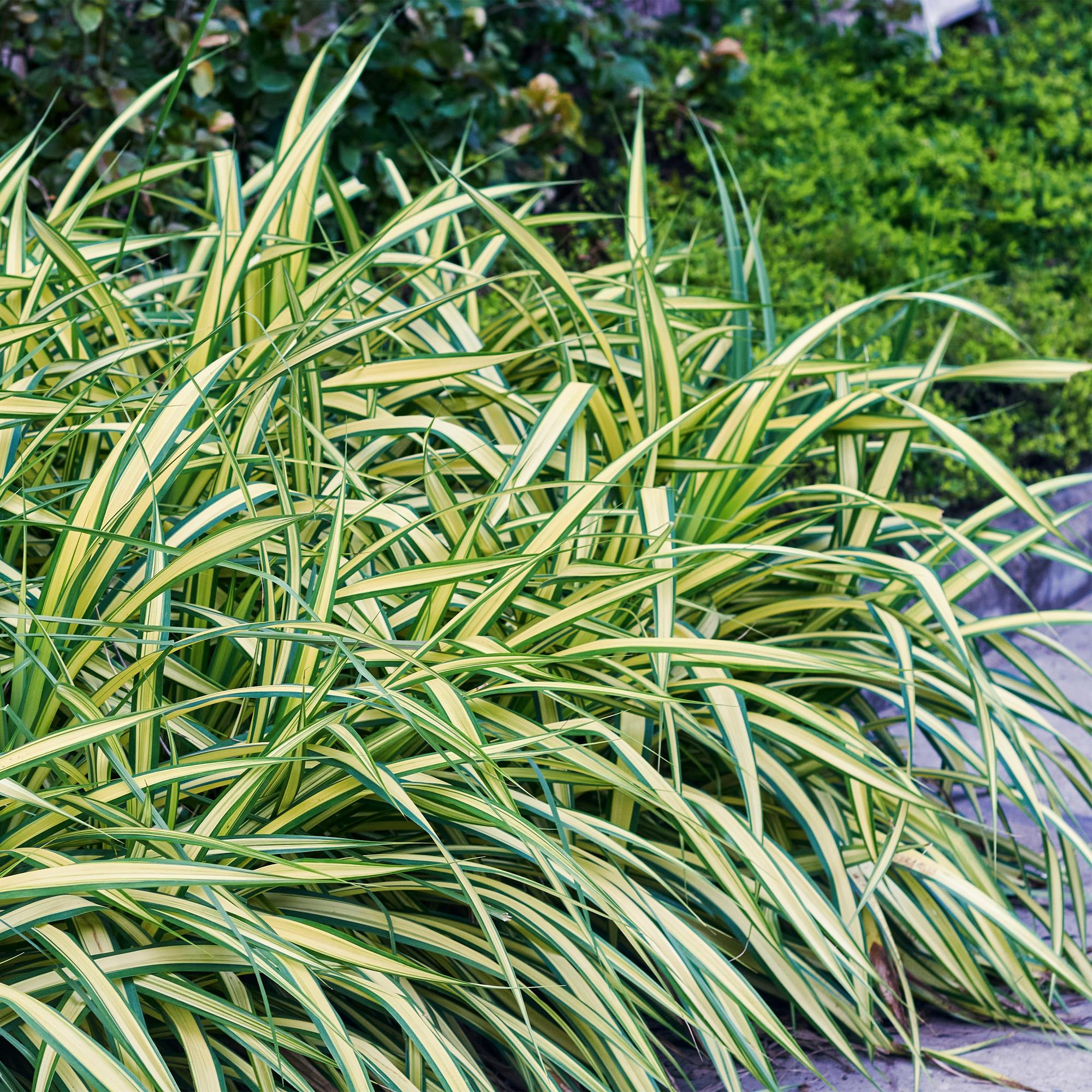 Ziergras Segge Carex oshimensis Evergold – Gelb – Grün panaschiert – Immergrün & winterhart – Höhe ca. 50cm – 17cm – Für Beet, Kübel & Balkon – Plant