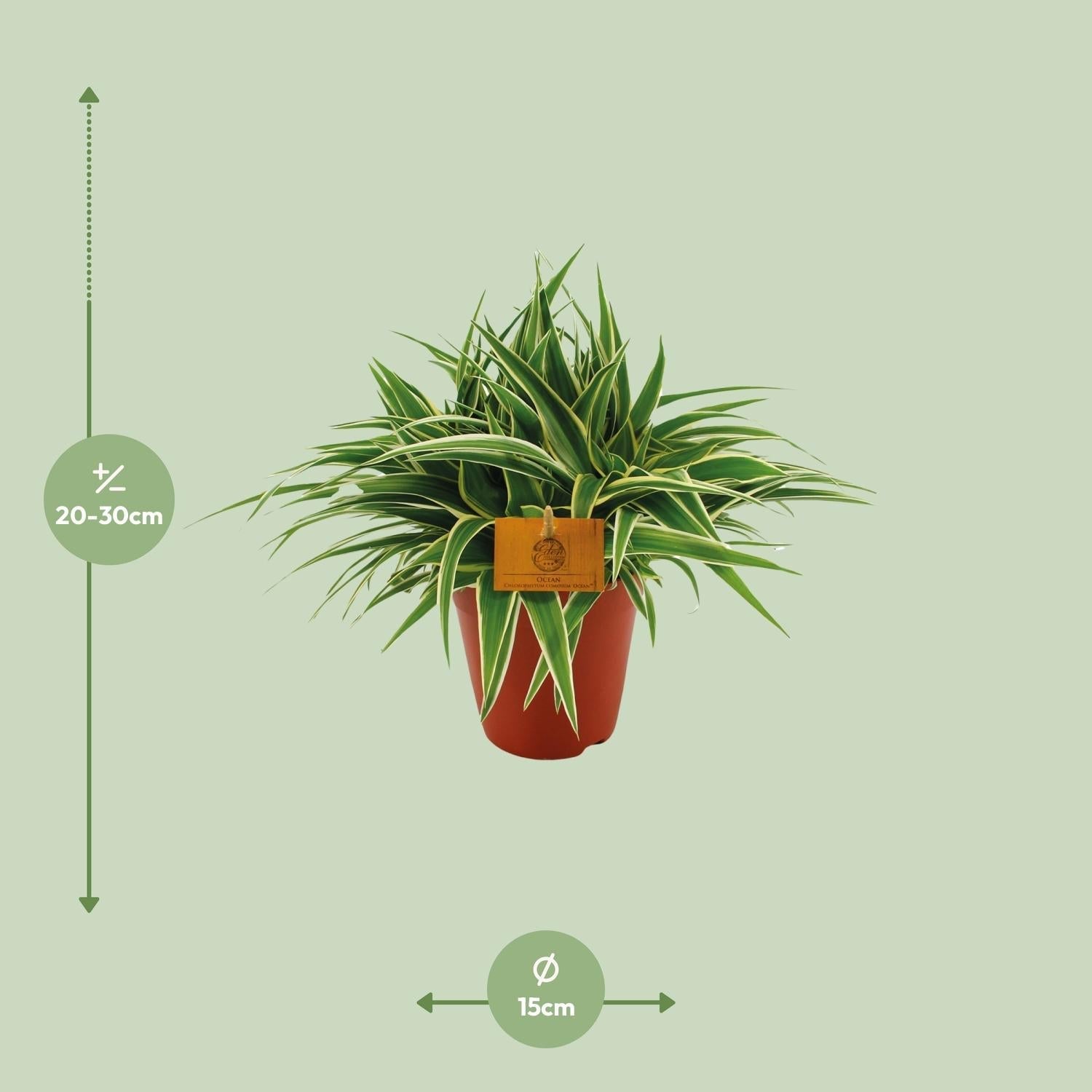 Grünlilie – Chlorophytum Ocean – Zimmerpflanze – Ø15cm – ↕25cm – Pflegeleichte Spinnenpflanze mit langen, grünen Blättern – Plant