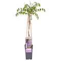 Blauregen – Wisteria floribunda 'Naga Noda' – Purpurner Regen – Ø15cm ↕65cm – Plant