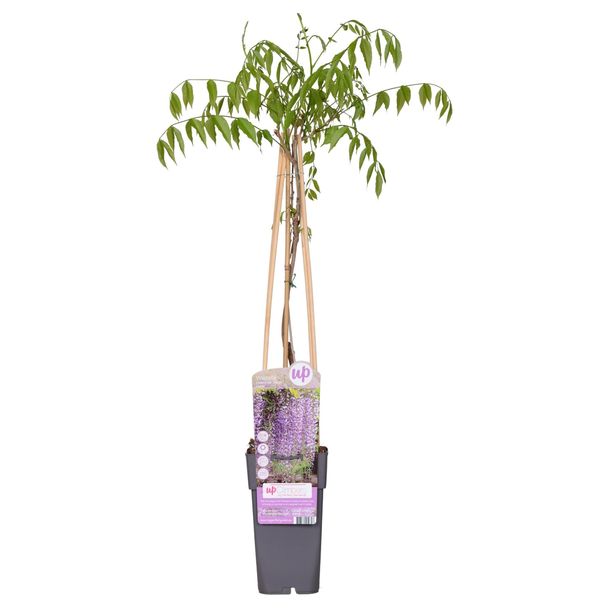 Blauregen – Wisteria floribunda 'Naga Noda' – Purpurner Regen – Ø15cm ↕65cm – Plant