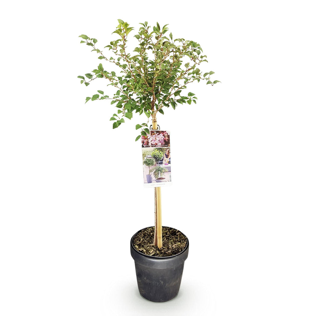 Fuji – Kirsche Prunus incisa Kojou – no – mai – 19cm Höhe ca.90cm – Weiß blühende Terrassenpflanze – Winterhart & laubabwerfend – Plant