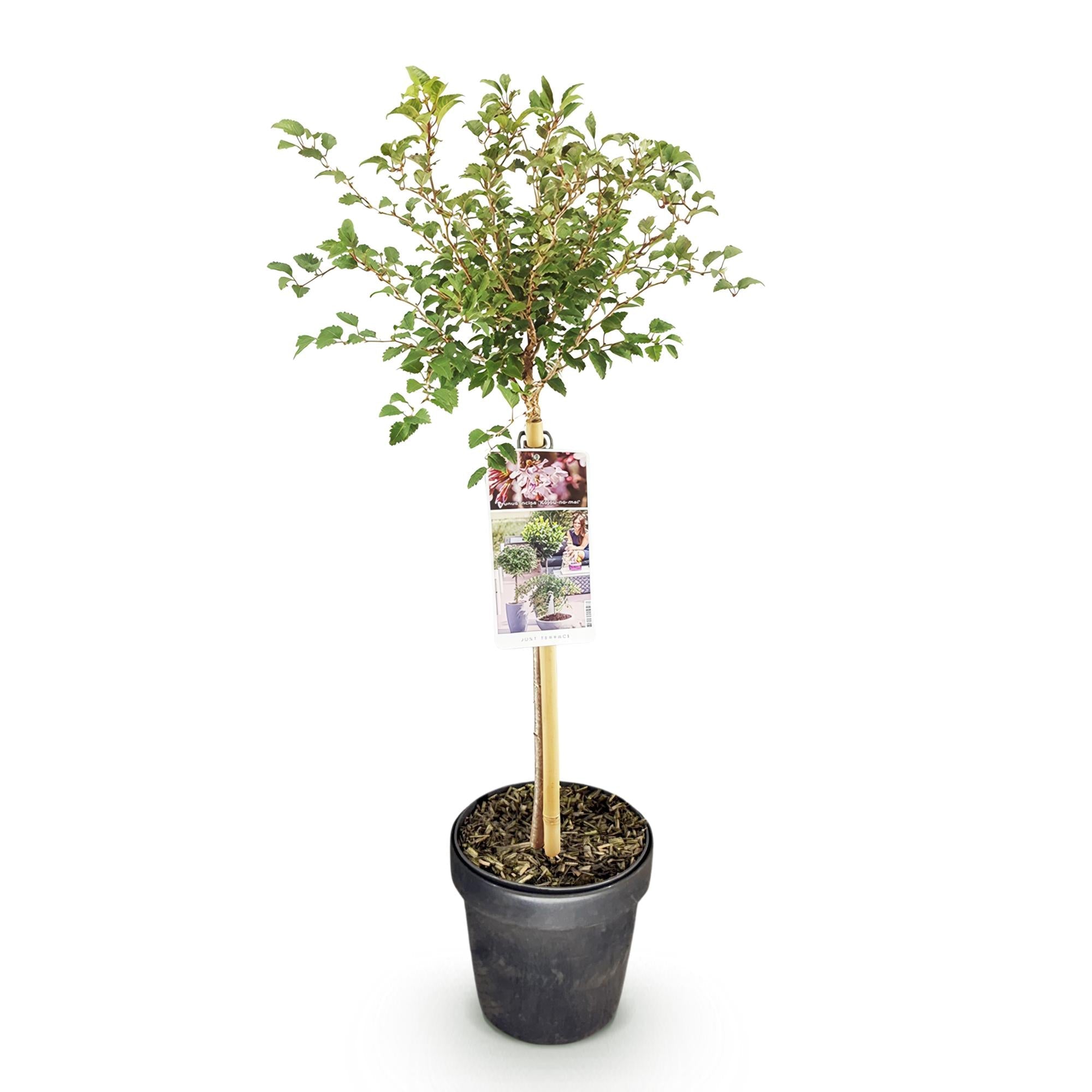 Fuji – Kirsche Prunus incisa Kojou – no – mai – 19cm Höhe ca.90cm – Weiß blühende Terrassenpflanze – Winterhart & laubabwerfend – Plant