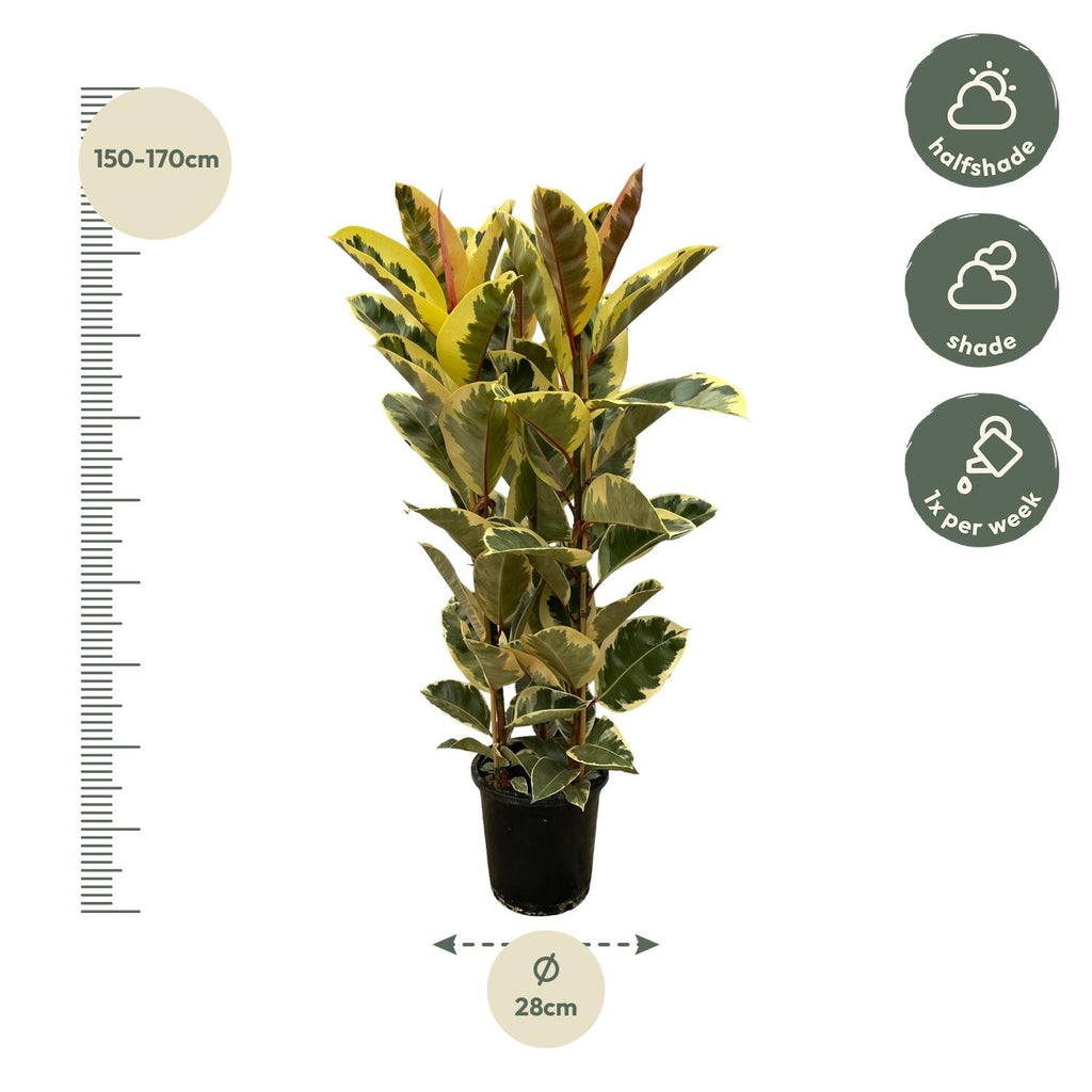 Ficus Elastica 'Tineke' – Gummibaum – Zimmerpflanze – Ø28cm – Höhe ca. 160cm – Großblättrige, pflegeleichte Pflanze – Für helle Innenräume & Büros – Plant