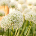 Allium 'White Giant' – Zierlauch Blumenzwiebeln – 5 Zwiebeln – Riesige weiße Kugelblüten – Winterharte Staude für Beet & Rabatte – XXL-Zwiebeln für sonnige Standorte – Plant