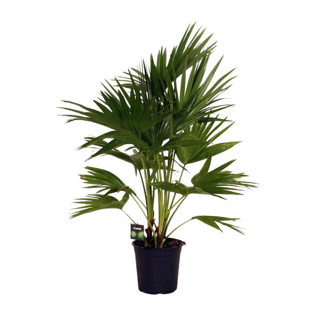 Livistona Chinensis – Fächerpalme – Zimmer – & Terrassenpflanze – Ø24cm – Ca. 100cm hoch – Plant