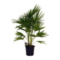 Livistona Chinensis – Fächerpalme – Zimmer – & Terrassenpflanze – Ø24cm – Ca. 100cm hoch – Plant