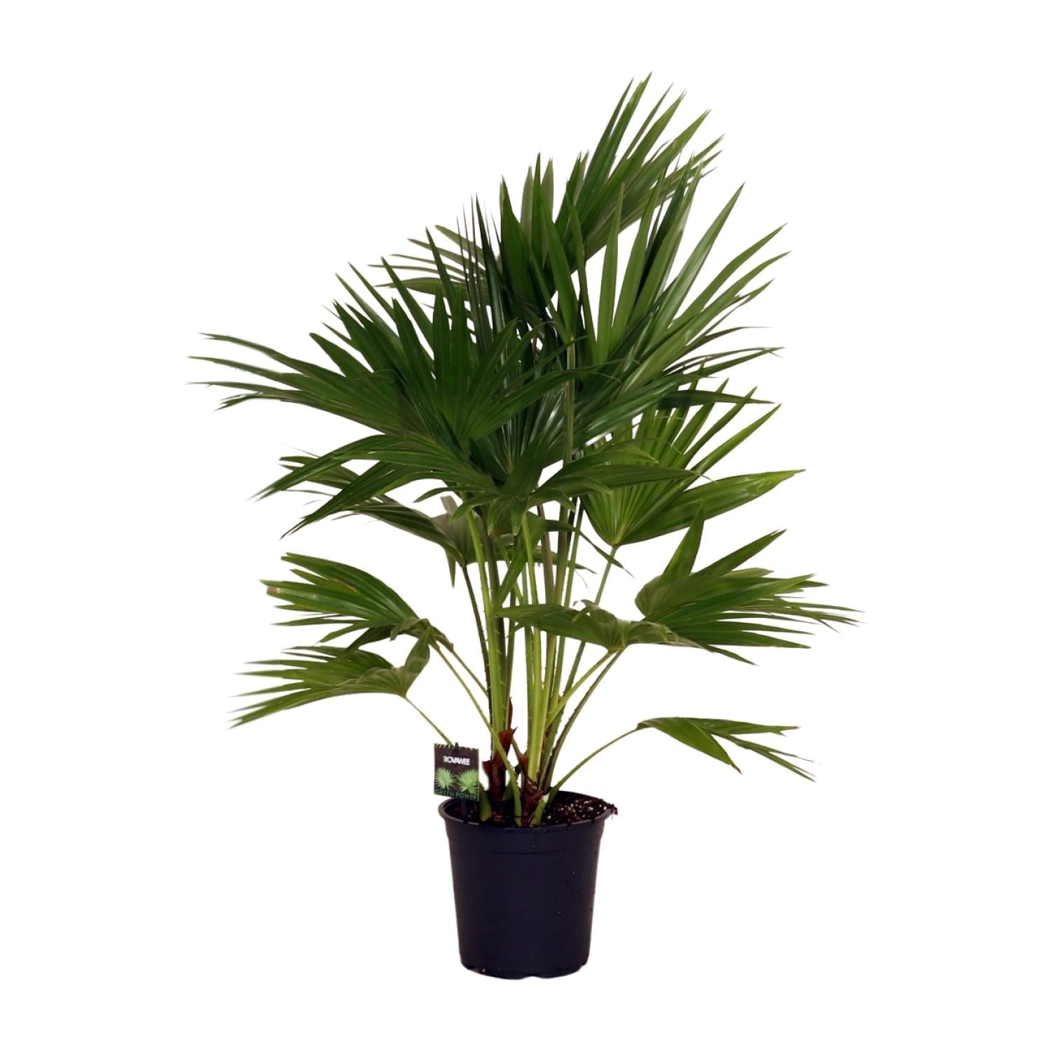 Livistona Chinensis – Fächerpalme – Zimmer – & Terrassenpflanze – Ø24cm – Ca. 100cm hoch – Plant