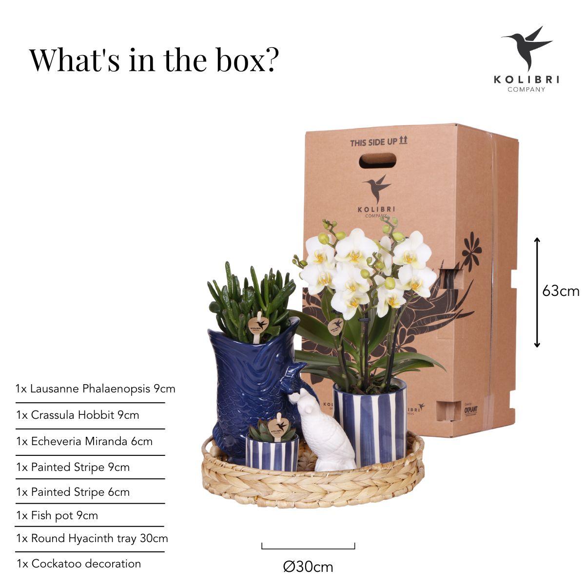 Pflanzenset Mediterranean Sunset – Weiße Phalaenopsis Orchidee Lausanne & Sukkulenten – 3 Pflanzen mit Keramik – Ziertöpfen – Inklusive Tablett – Plant