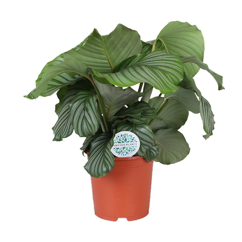 Calathea Orbifolia – Korbmarante - Ø21cm – ↕70cm – Tropische Zimmerpflanze mit großen, silbergrünen Blättern – Luftreinigende Pflanze – Für halbschattige Innenräume – Plant