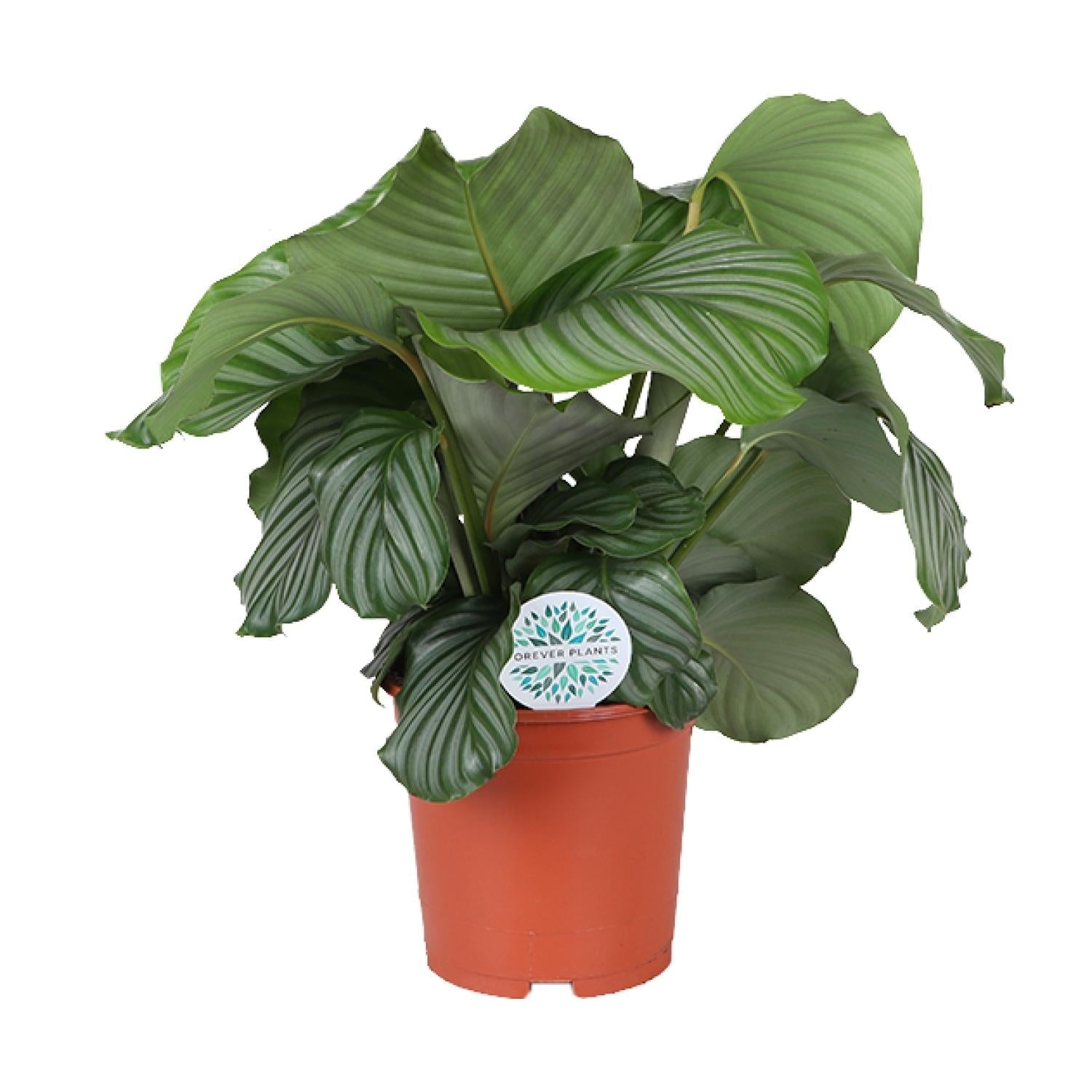 Calathea Orbifolia – Korbmarante - Ø21cm – ↕70cm – Tropische Zimmerpflanze mit großen, silbergrünen Blättern – Luftreinigende Pflanze – Für halbschattige Innenräume – Plant