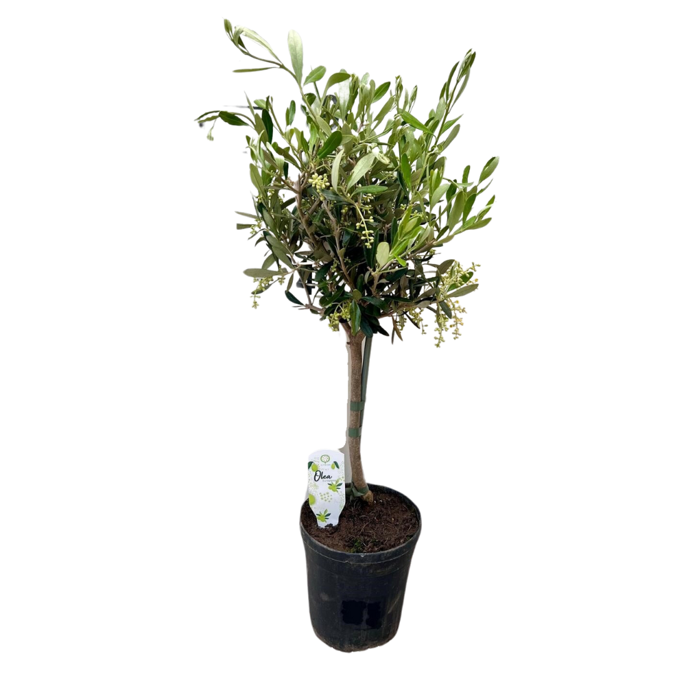 Olivenbaum Olea – Zimmerpflanze Ø15cm ↕60cm – Mediterrane Kübelpflanze mit silbergrünem Laub – Plant