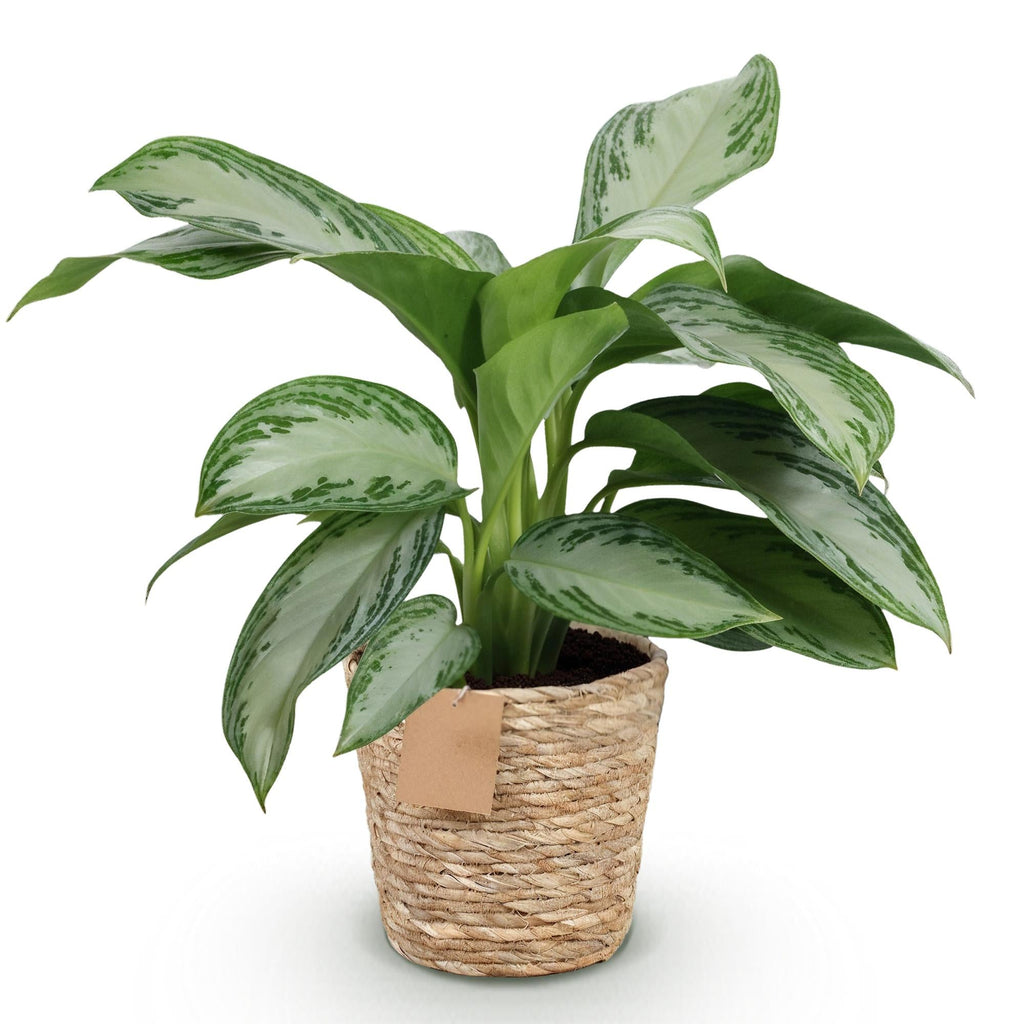 Aglaonema Silver Bay – 70-75cm – 17cm inkl. Naturkorb – Pflegeleichte silbergrüne Zimmerpflanze