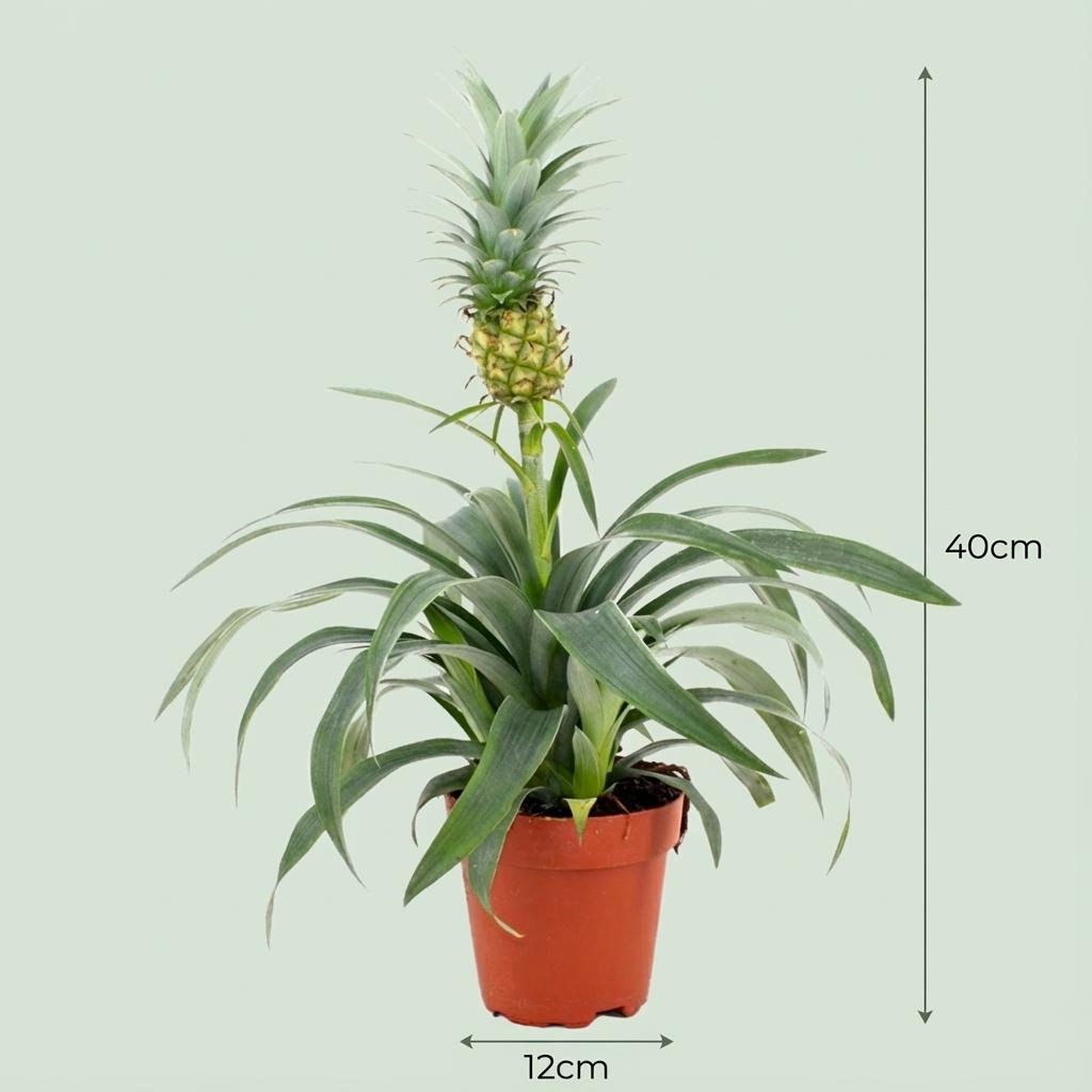 Ananaspflanze Mi Amigo – 4 Pflanzen – Ø12cm – Höhe 35-40cm – Tropische Zimmerpflanze mit Mini – Ananas – Exotische Pflanze für Wohnraum & Büro