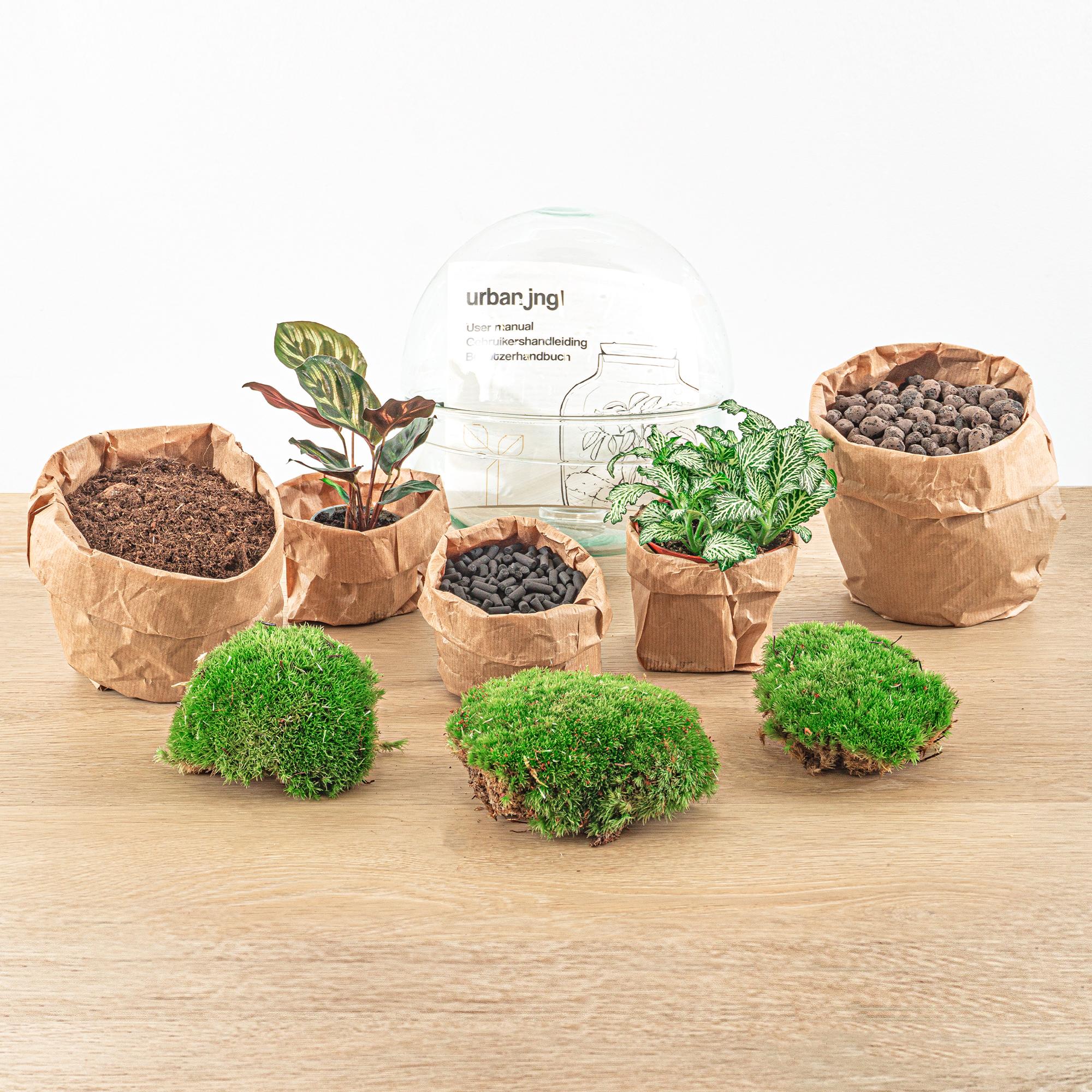 DIY Flaschengarten Set – Dome Glas – Ø20cm x H20cm – Mini – Biotop mit Pflanzen & Moos – Selbstversorgendes Pflanzterrarium – Plant