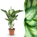 Dieffenbachia Tropic Snow – 21cm – Höhe 90-100cm – Pflegeleichte bunt gemusterte Zimmerpflanze für Wohnzimmer, Büro und stilvolle Innenräume – Plant