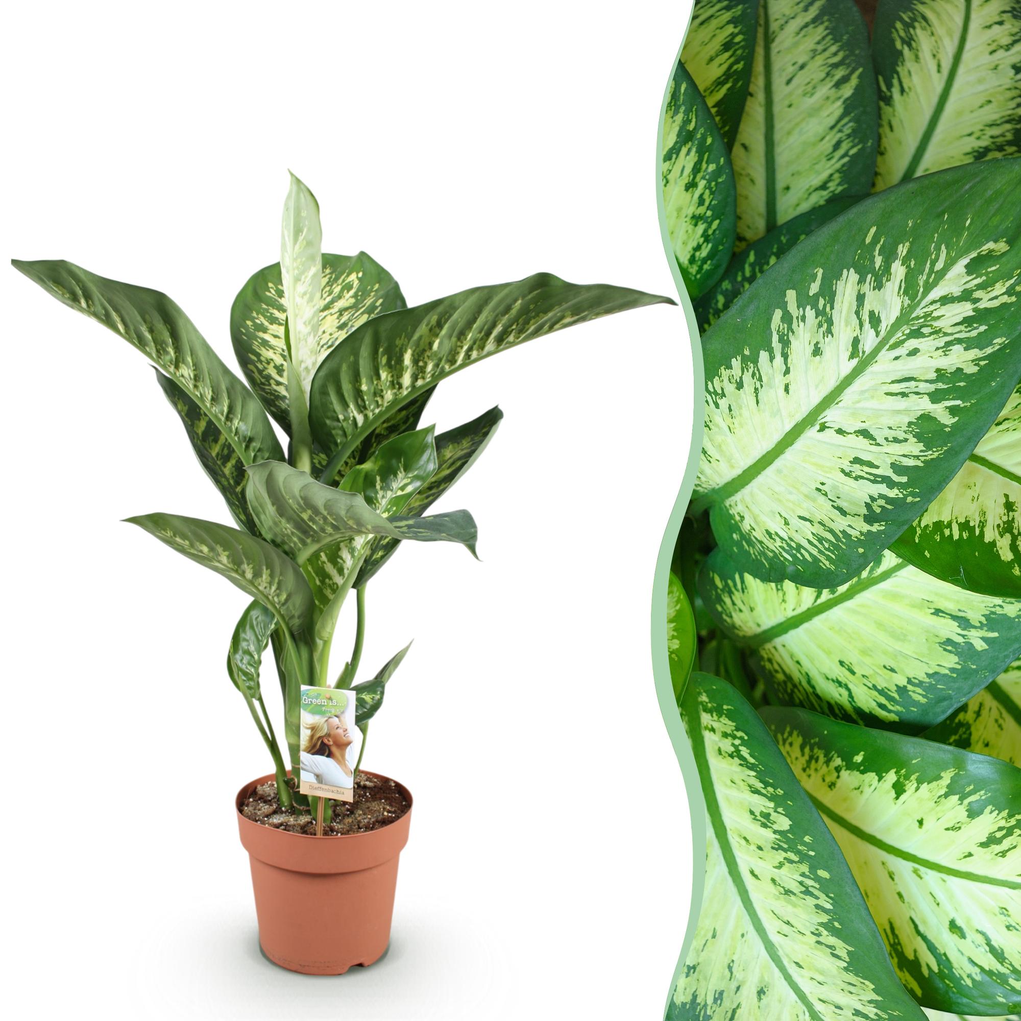 Dieffenbachia Tropic Snow – 21cm – Höhe 90-100cm – Pflegeleichte bunt gemusterte Zimmerpflanze für Wohnzimmer, Büro und stilvolle Innenräume – Plant