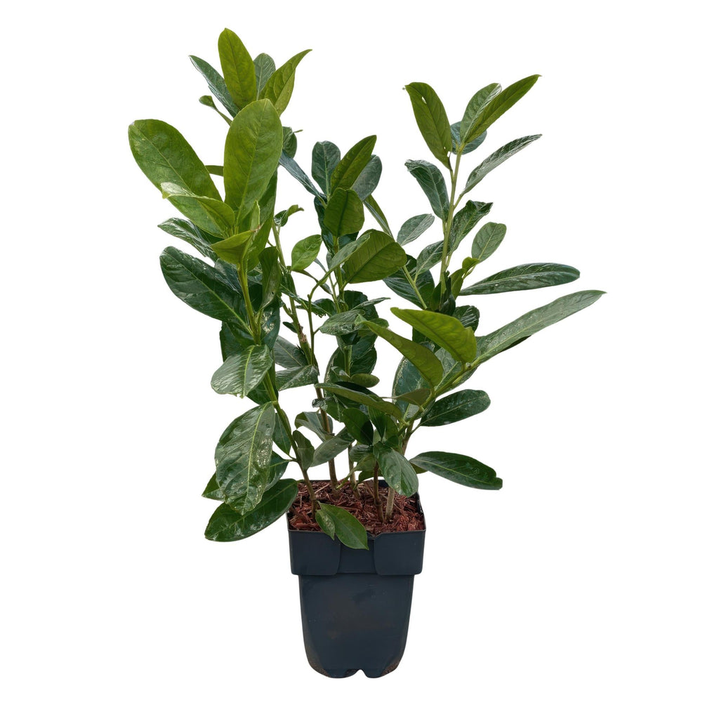 Kirschlorbeer Prunus laurocerasus Rotundifolia – Immergrün – Heckenpflanze – Blatt grün – 6 Pflanzen – 1 laufender Meter – 17cm Höhe 50cm – Plant
